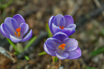 violet flowers of crocuses waved in the wind at spring time in park sunny day