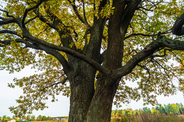 Relic oaks with lush crowns illuminated by the cold autumn sun.Beautiful ancient oak grove Golden autumn.	