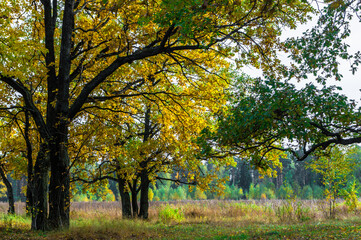 Fototapeta premium Relic oaks with lush crowns illuminated by the cold autumn sun.Beautiful ancient oak grove Golden autumn.