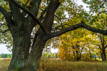 Relic oaks with lush crowns illuminated by the cold autumn sun.Beautiful ancient oak grove Golden...
