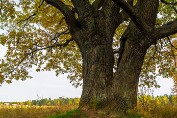 Relic oaks with lush crowns illuminated by the cold autumn sun.Beautiful ancient oak grove Golden autumn.	
