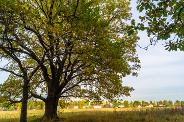 Obraz premium Relic oaks with lush crowns illuminated by the cold autumn sun.Beautiful ancient oak grove Golden autumn. 