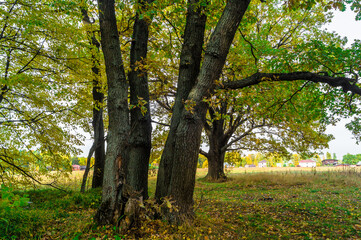 Relic oaks with lush crowns illuminated by the cold autumn sun.Beautiful ancient oak grove Golden autumn.	