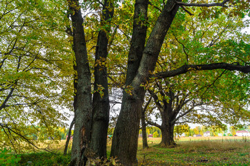 Relic oaks with lush crowns illuminated by the cold autumn sun.Beautiful ancient oak grove Golden autumn.	