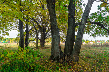 Obraz premium Relic oaks with lush crowns illuminated by the cold autumn sun.Beautiful ancient oak grove Golden autumn. 