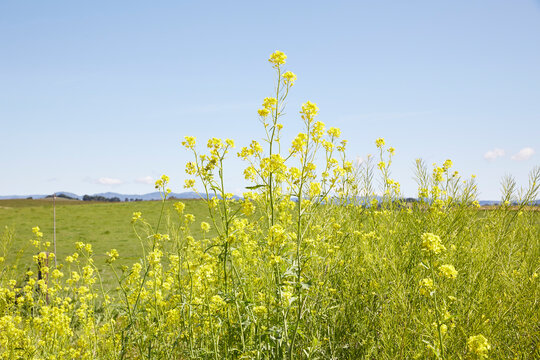 Landscape of mustard flowers