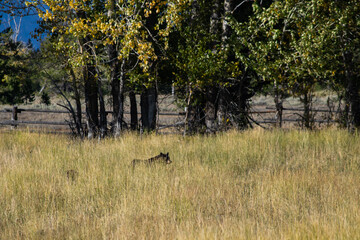bear spotting in the par