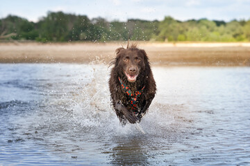 Pies biegnie po wodzie