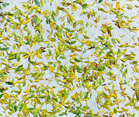 Green and yellow leaves on sidewalk.