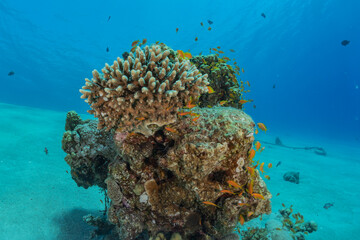 Coral reef and water plants in the Red Sea, Eilat Israel
