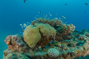 Coral reef and water plants in the Red Sea, Eilat Israel
