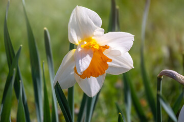Fototapeta premium White daffodil flower with a yellow center in sunlight on a green background.