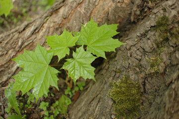 Young green maple leaves grow at the foot of the tree. Spring young leaves. Green maple leaves on a background of tree bark and moss.