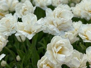 white flowers in garden. white flowers. 