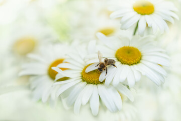 Fototapeta premium A bee on white Daisy flower.