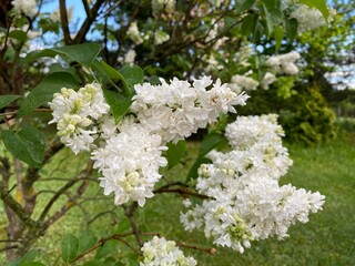 white flowers. white tree. white blossom. 