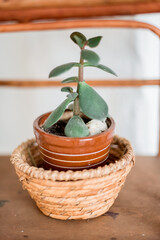 Group of flower pot on wood floor and white concrete background.