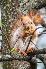 Fototapeta premium The squirrel with nut sits on a branches in the spring or summer.