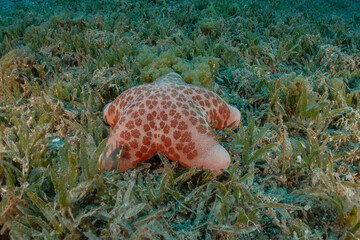 Starfish On the seabed in the Red Sea, Eilat Israel
