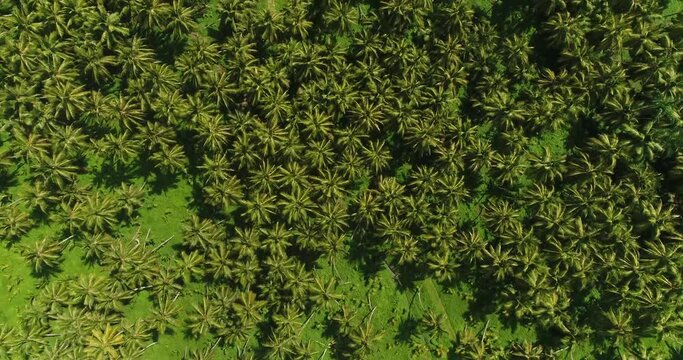 zenith view of palms in Dominican Republic 