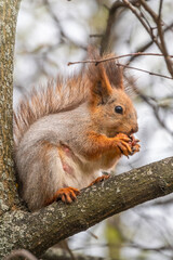The squirrel with nut sits on a branches in the spring or summer.