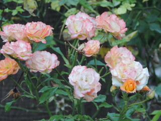 Obraz premium Flowers