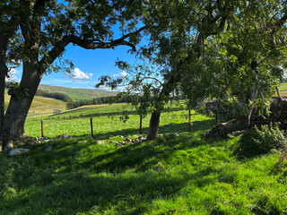 Sheltered corner of a field, with old trees, and sunlit fields and hills beyond near, Hawkswick, Skipton, UK