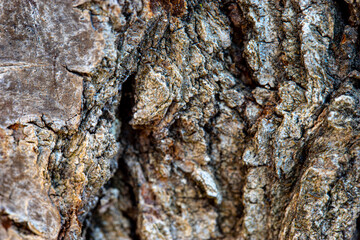 Macro of a bark of olive tree
