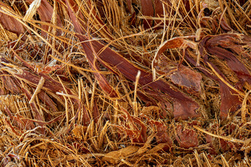 Macro of a Palm Tree Trunk Texture Background