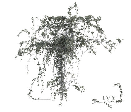 3D render of running ivy © deviney designs
