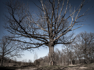 dry withered tree in the forest, drought, season without precipitation, forest fires, tree death due to ecology
