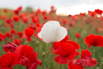 The white poppy grew among the red poppies in the field. Country landscape. The theme of difference...