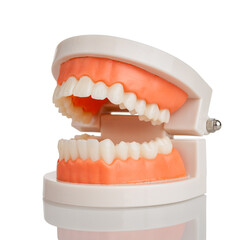 dental model jaws with human teeth, isolated on a white background, structure of the oral cavity, teeth, gums, oral hygiene training, practice of brushing teeth, examination of the oral cavity