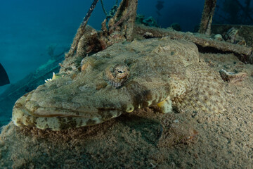 Fish swim in the Red Sea, colorful fish, Eilat Israel
