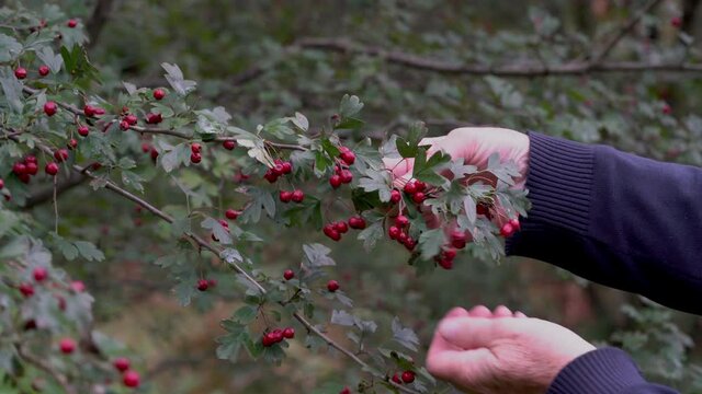 Ripe Hawthorn in natural environment (Crataegus monogyna) - (4K)