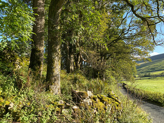Old trees, and a moss covered dry stone wall, next to the roadside, near the Yorkshire Dales village of, Kettlewell, Skipton, UK