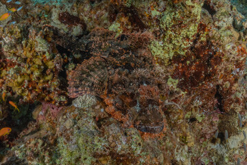 Fish swim in the Red Sea, colorful fish, Eilat Israel
