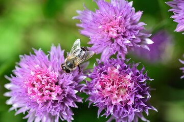 close up of several flowers of chives from above, on which a bee is sitting