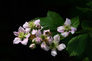 On the branch of a blooming blackberry bush are two bees against a dark background