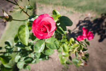 Rosebush with some bright intense pink roses. Magenta and green colors image. Romantic aromatic plant, the perfect gift for a woman or a loved one. Famous touristic place, Prado, Montevideo, Uruguay