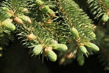 branch of a pine