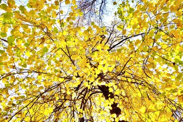 Golden autumn. Autumn tree covered with yellow leaves. Autumn background.