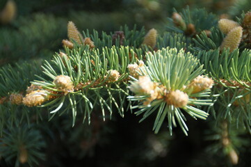 pine tree branch