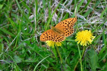 高原のチョウ　クモガタヒョウモン