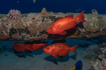 Fish swim in the Red Sea, colorful fish, Eilat Israel
