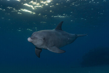 Obraz premium Dolphin swimming in the Red Sea, Eilat Israel 