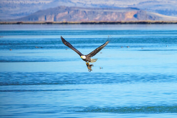 Fototapeta na wymiar Eagle catching a duck in talons