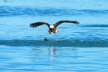 Eagle catching a duck in talons