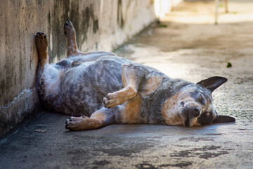 lazy dog taking a nap in the shade - blue heeler - Australian cattle dog