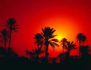 Fototapeta na wymiar date palms, silhouette, dawn, 